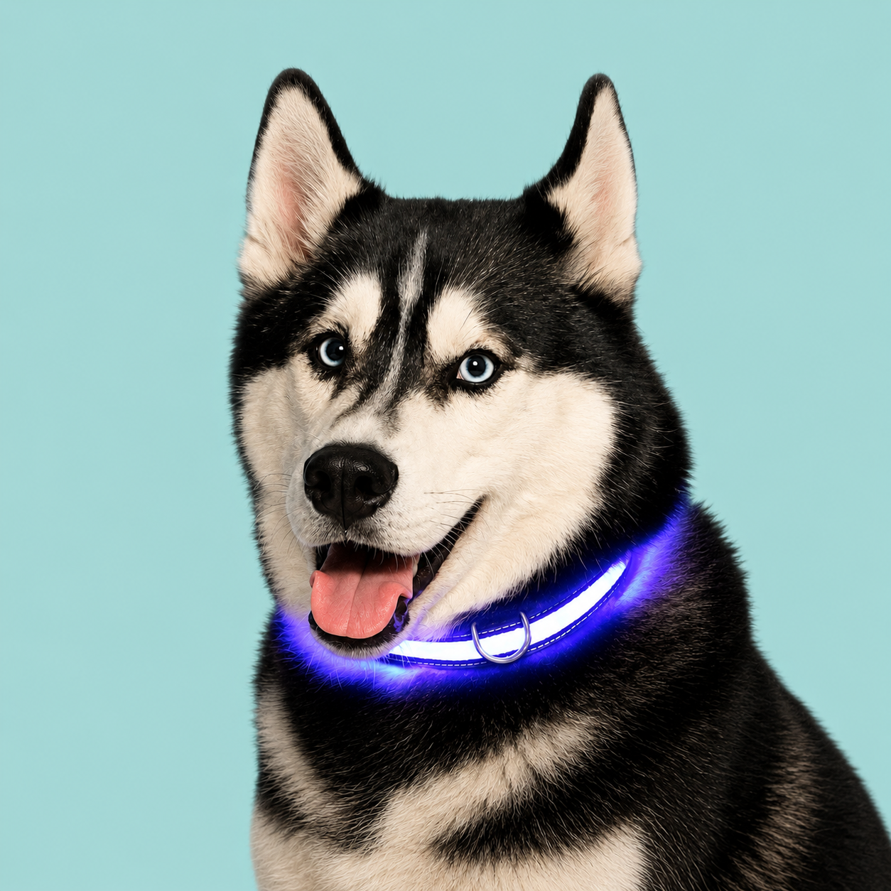 LED Collar